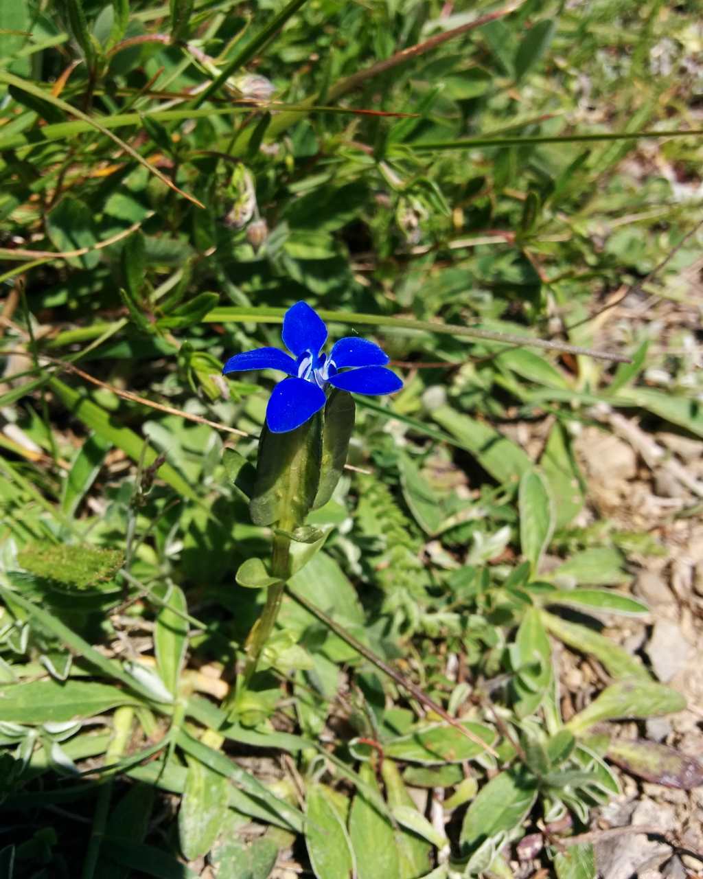 Gentiana utriculosa